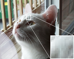 photograph of a cat with a pixelated zoom-in section