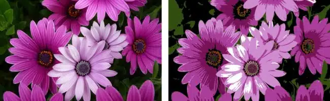 flower-photo-vector-conversion-scan2cad